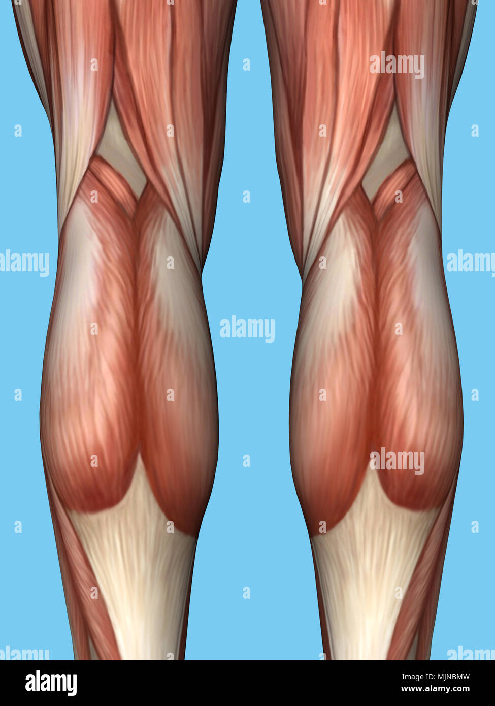 Anatomie de l'arrière de la jambe. Banque D'Images