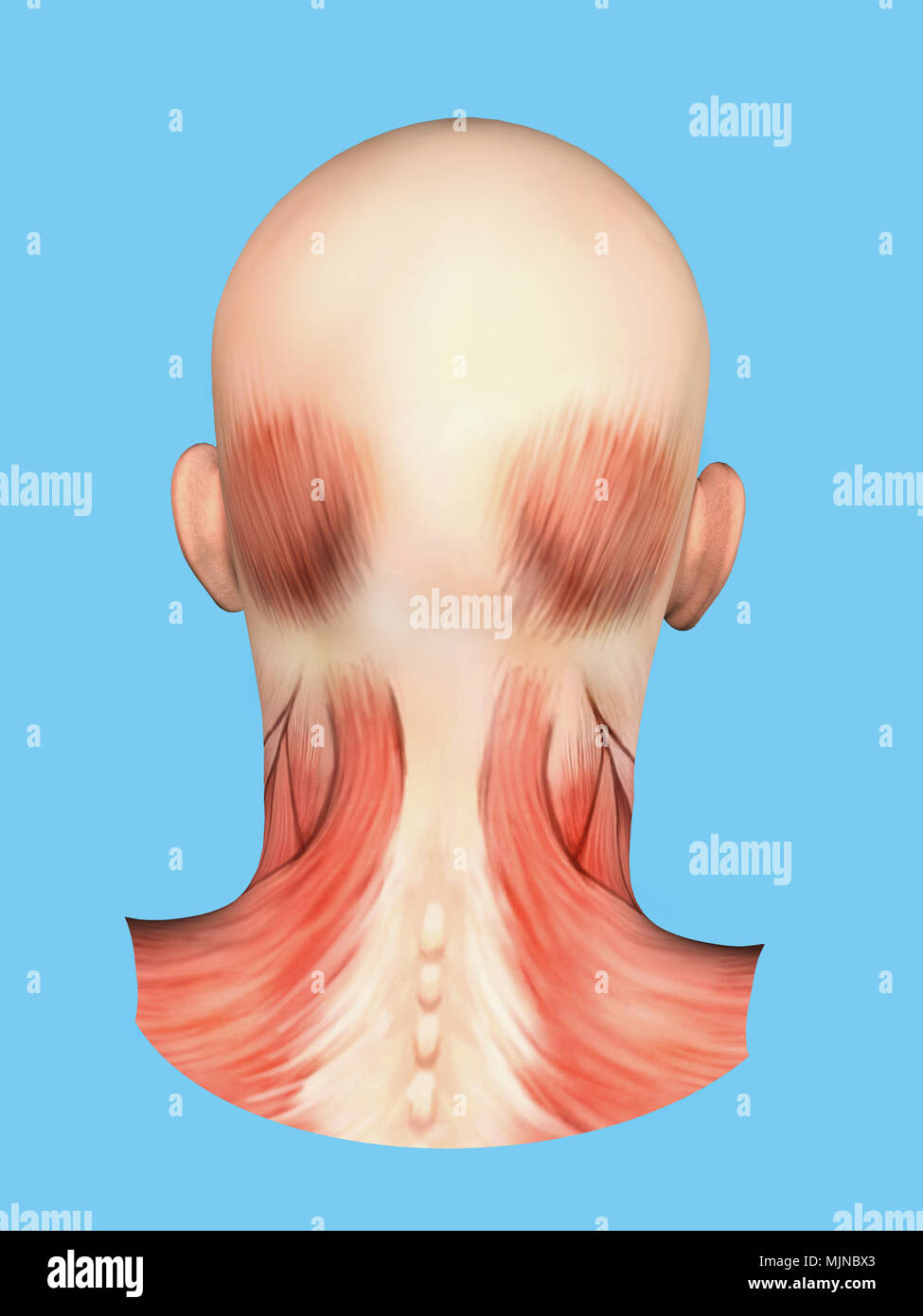 Anatomie des muscles de l'arrière de la tête Banque D'Images
