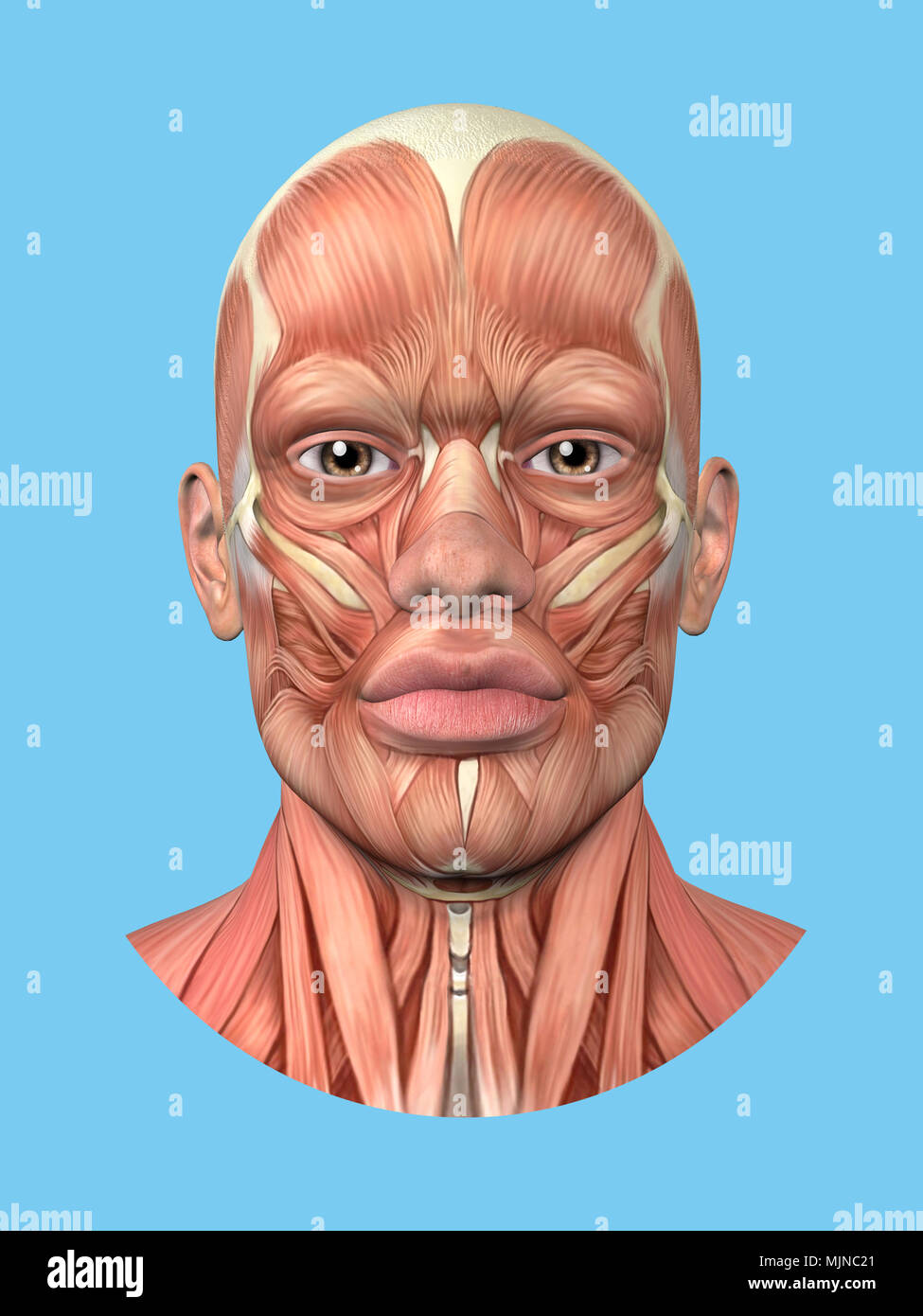 Anatomie vue avant de grands muscles visage d'un homme. Banque D'Images