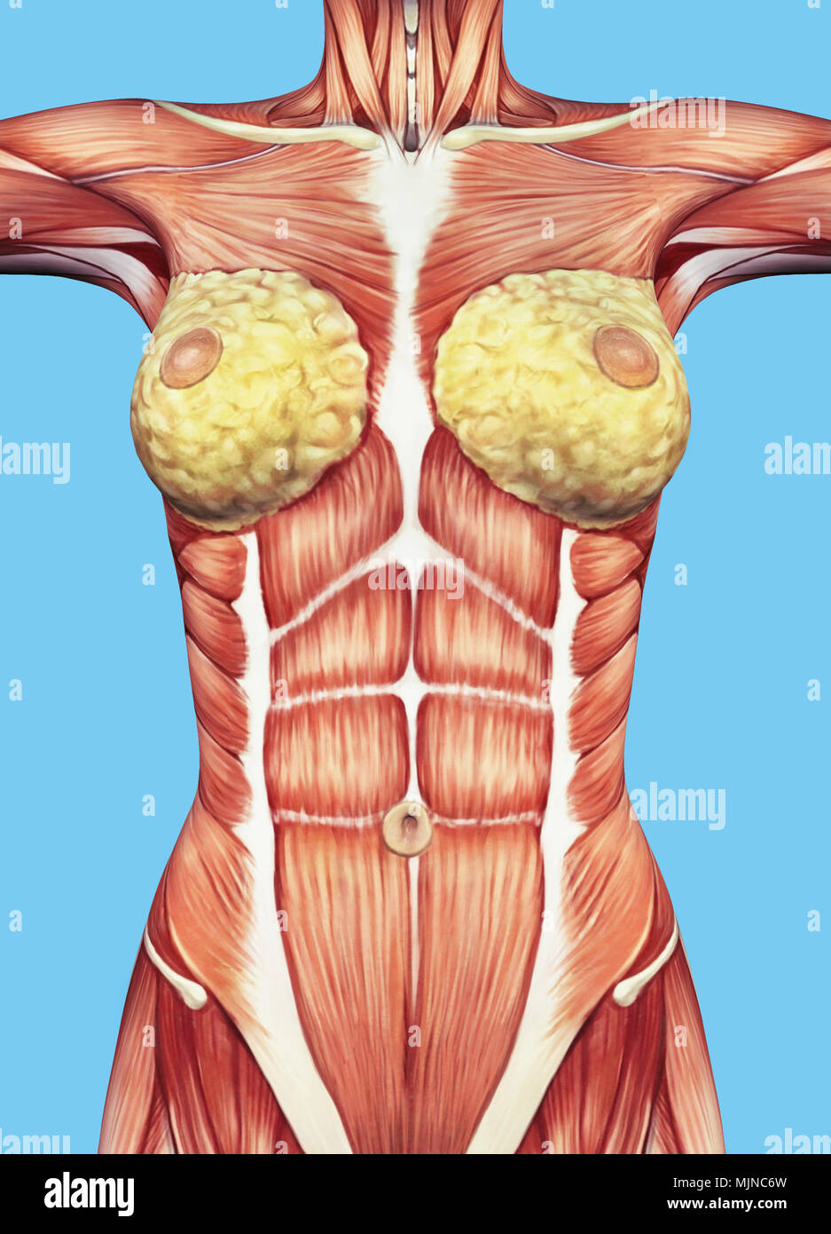 Anatomie de la poitrine féminine et le torse musclé et abritant des groupes de glandes. Banque D'Images
