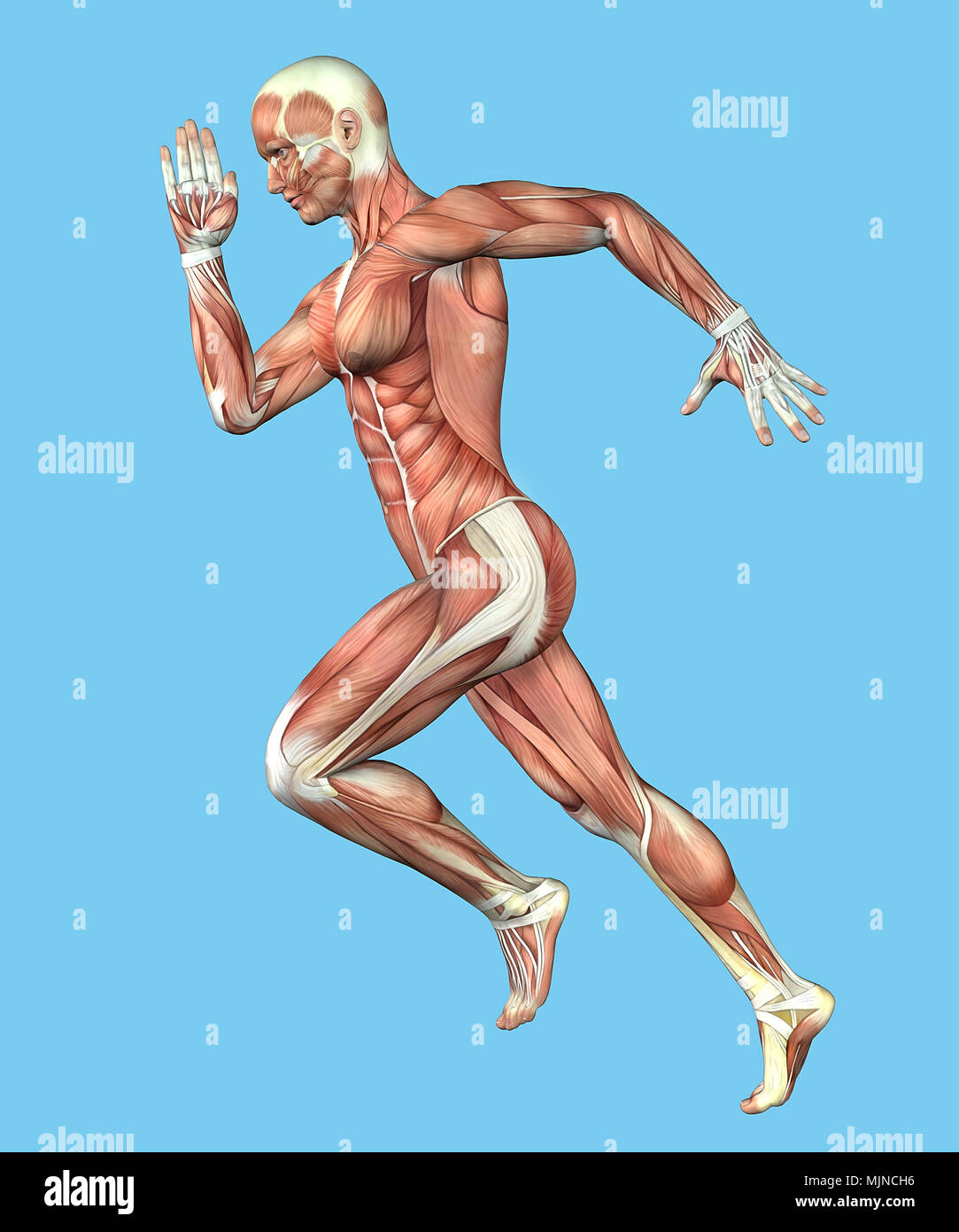 Anatomie du muscle de l'homme dans l'exécution de requête Banque D'Images