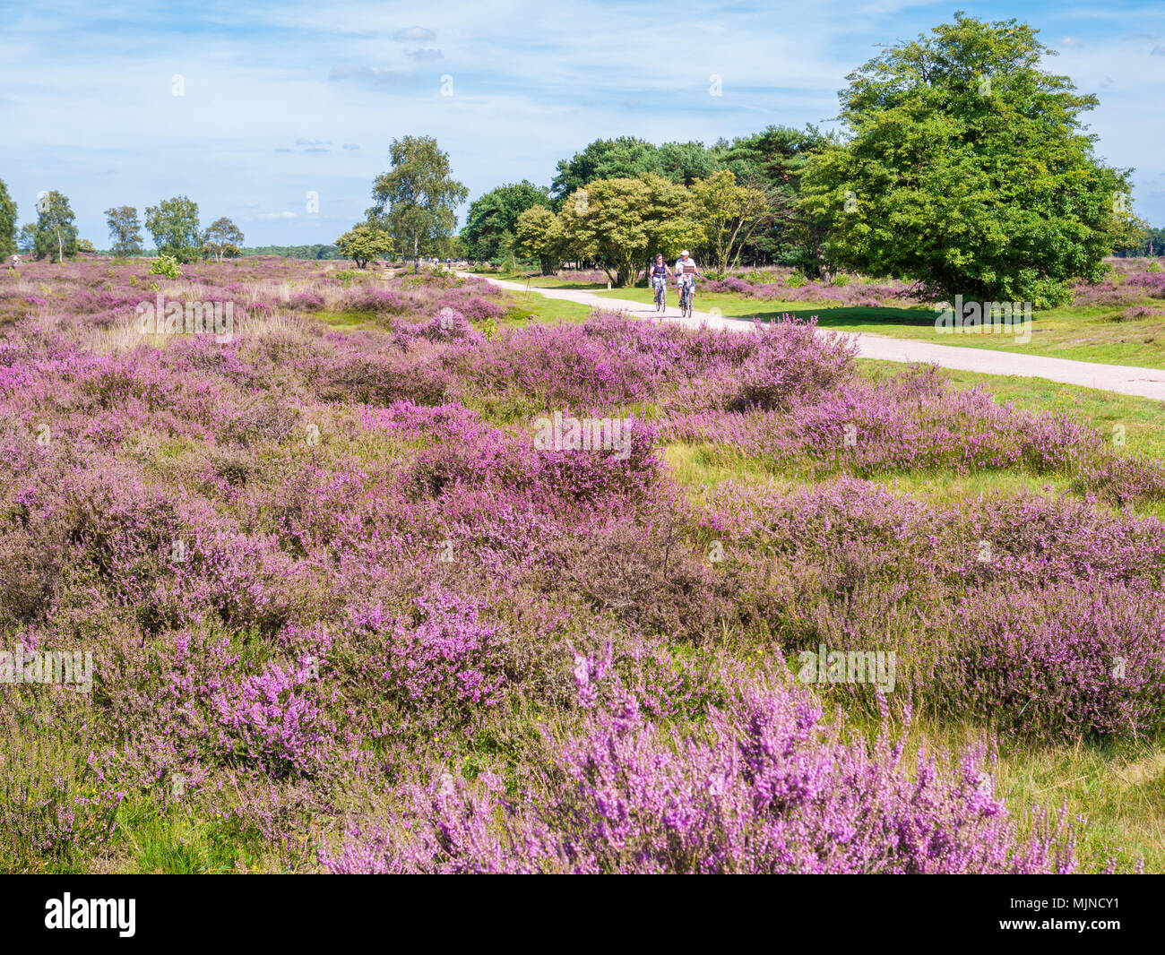 Active people riding bicycle sur chemin via blooming violet heather sur South Heath près de Hilversum, Pays-Bas, Gooi Banque D'Images