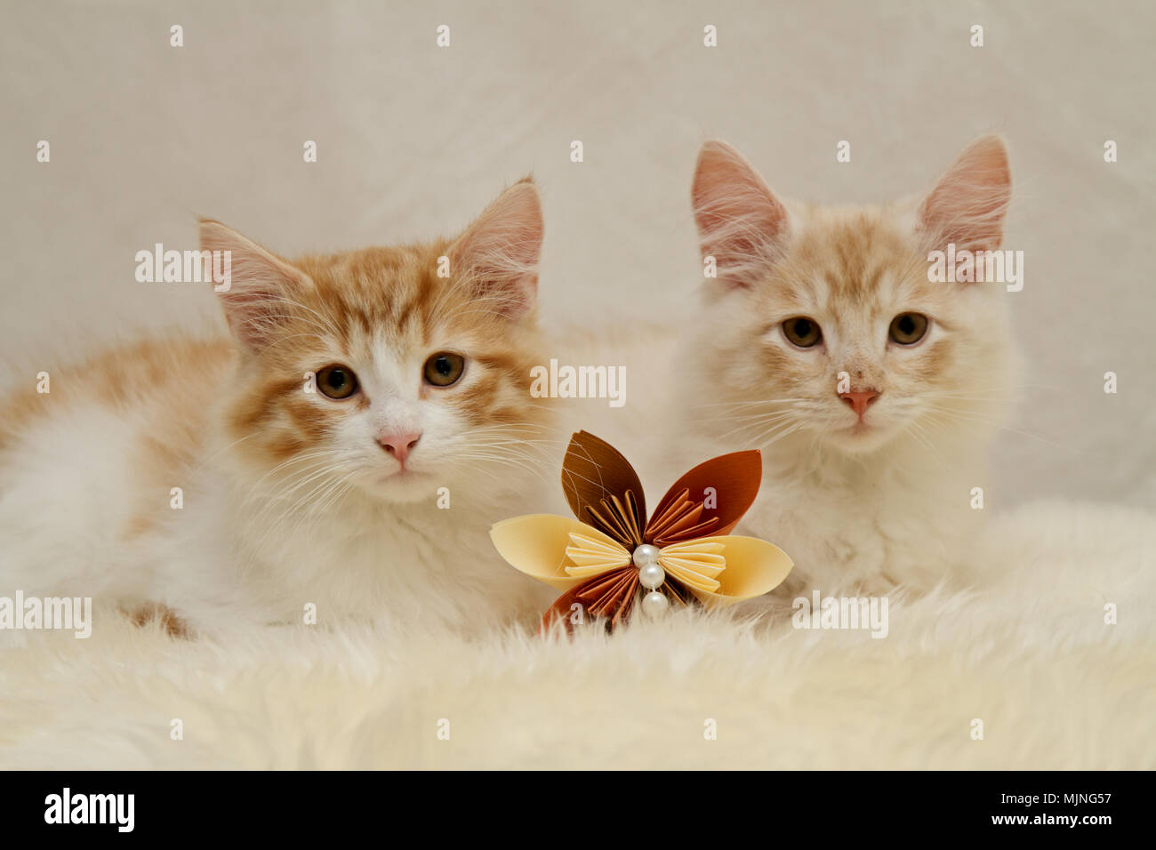 Chat Norvegien Chatons Posant Sur La Peau De Mouton Photo Stock Alamy