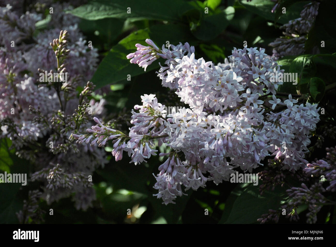 Syringa vulgaris Lilas dans le jardin Banque D'Images