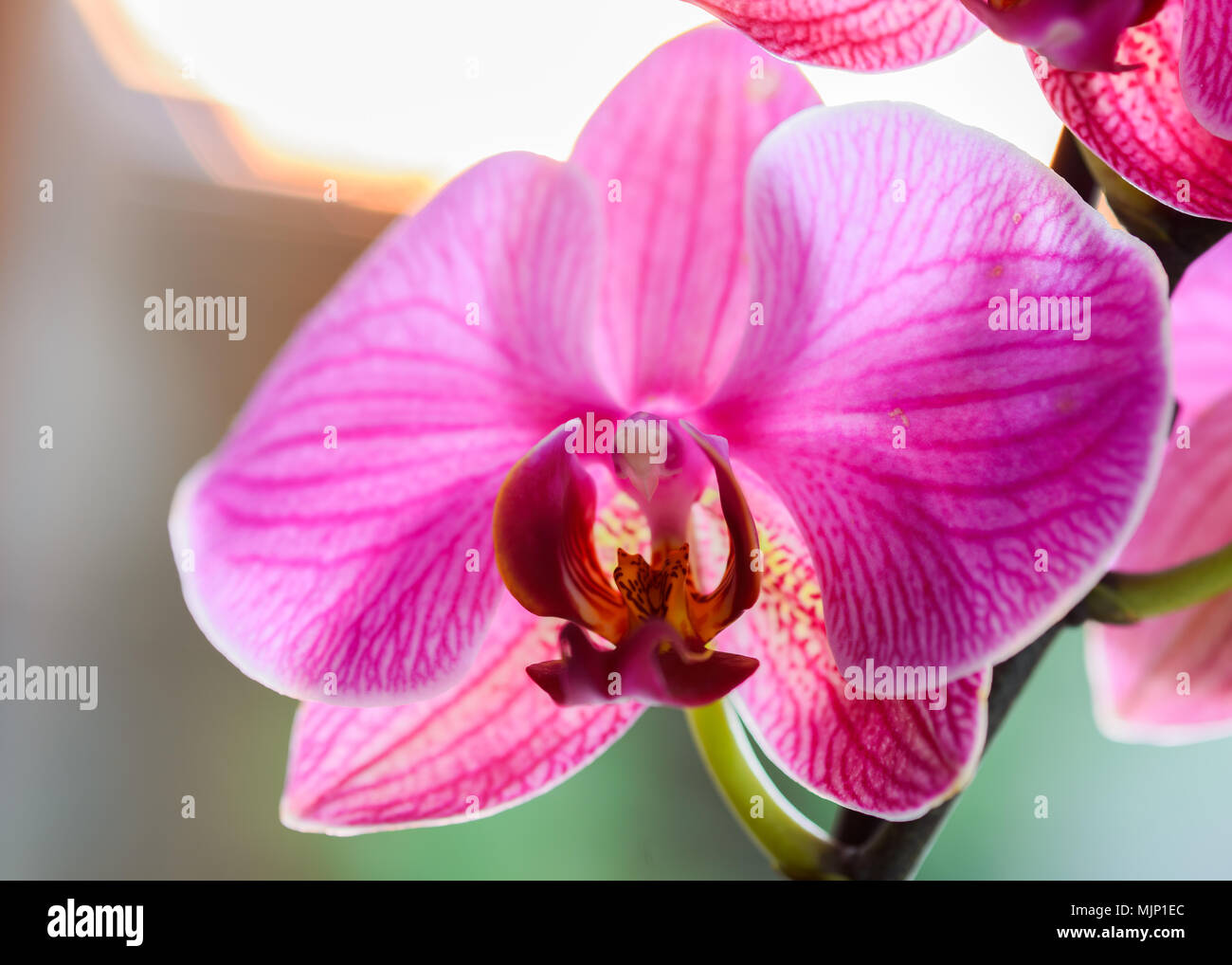Orchid mis en évidence avec la lumière du soleil au coucher du soleil - très faible profondeur de champ - se concentrer sur un post floral Banque D'Images
