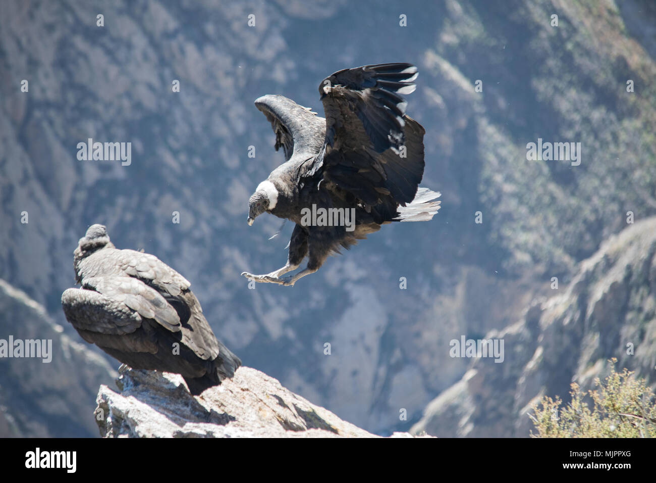 Un condor au canyon de Colca (Pérou) Banque D'Images