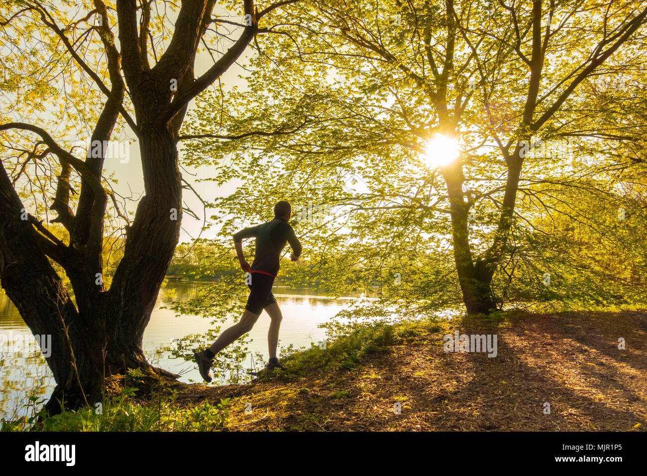 Homme mûr qui traverse la forêt au bord du lac au lever du soleil le matin. UK Banque D'Images