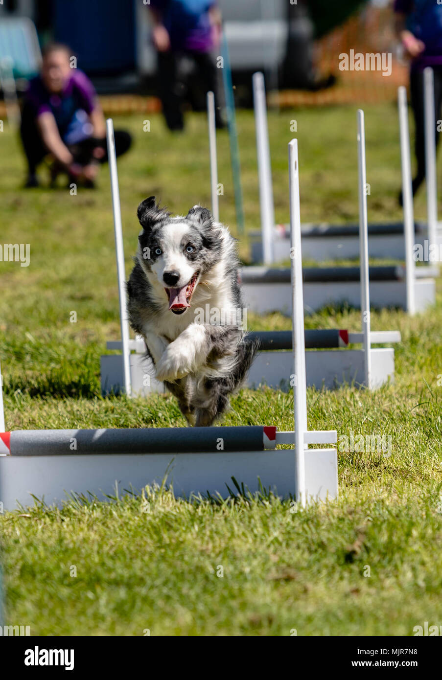 Brentwood, Essex, 6 mai 2018 Tout sur les chiens montrent à Brentwood, Essex, - chien sur l'agilité course Credit Ian Davidson/Alamy Live News Banque D'Images