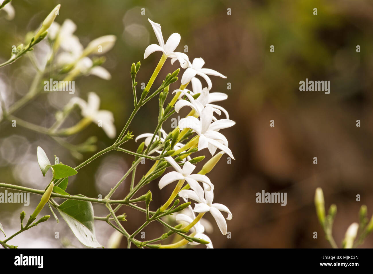 Jasmin (Jasminum azoricum des plantes en fleurs) Banque D'Images