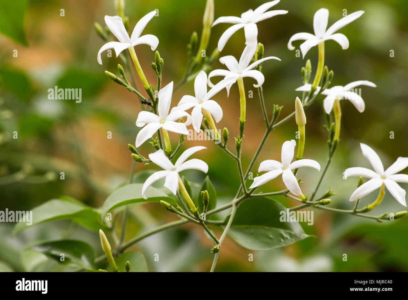 Jasmin (Jasminum azoricum des plantes en fleurs) Banque D'Images