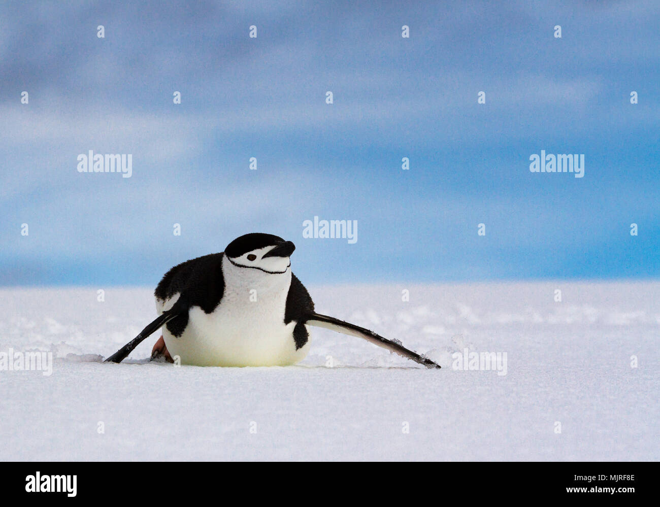 Manchot à Jugulaire (Pygoscelis antarcticus) glissant le long de son estomac sur blanche neige contre un ciel bleu, de l'Antarctique Banque D'Images
