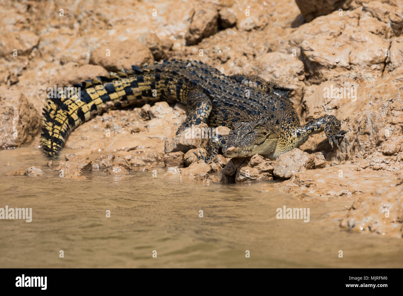 Un Australien saltwater crocodile (Crocodylus porosus) sur le fond boueux de la Daly River dans le nord de l'Australie Banque D'Images