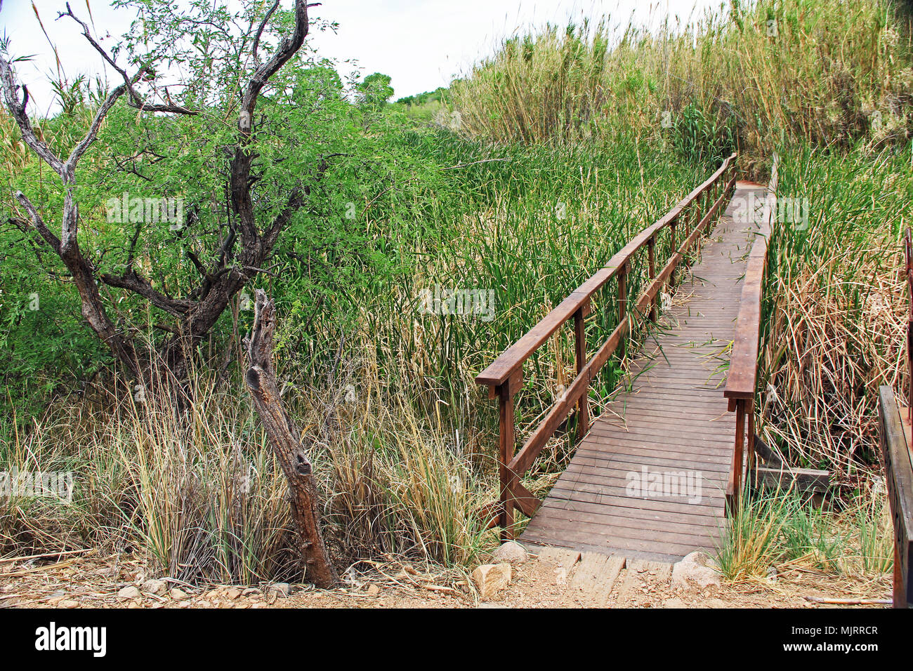 Bridge Promenade à las Lagunas de Anza Wetlands Banque D'Images