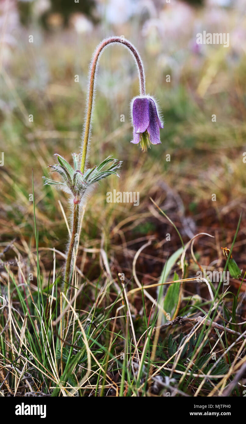 Pulsatilla pratensis (petite anémone pulsatille) Banque D'Images