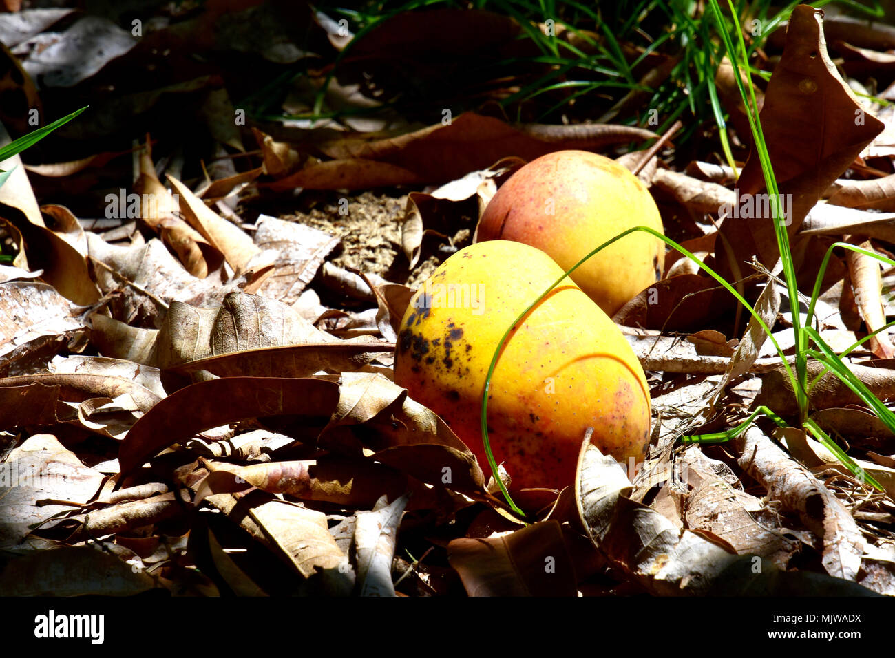 Mangues laissés à pourrir DE L'Orchard Banque D'Images