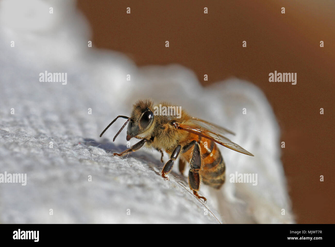 Abeille à miel ou abeille ouvrière extreme close up l'Apis mellifera de ramper sur un linge blanc en Italie au printemps Banque D'Images