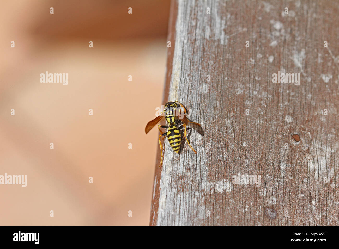 Tree wasp wasp papier, ou très proche de bois décapage de meubles de jardin pour construire un nid nom Latin dolichovespula sylvestris ou polistes gallicus Banque D'Images