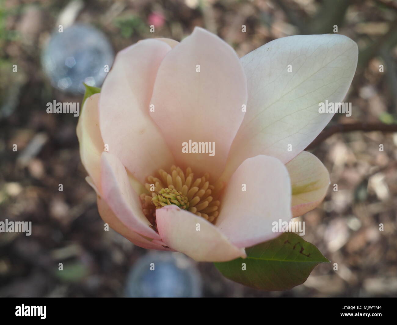 Flamant rose pâle fleur de Magnolia Banque D'Images