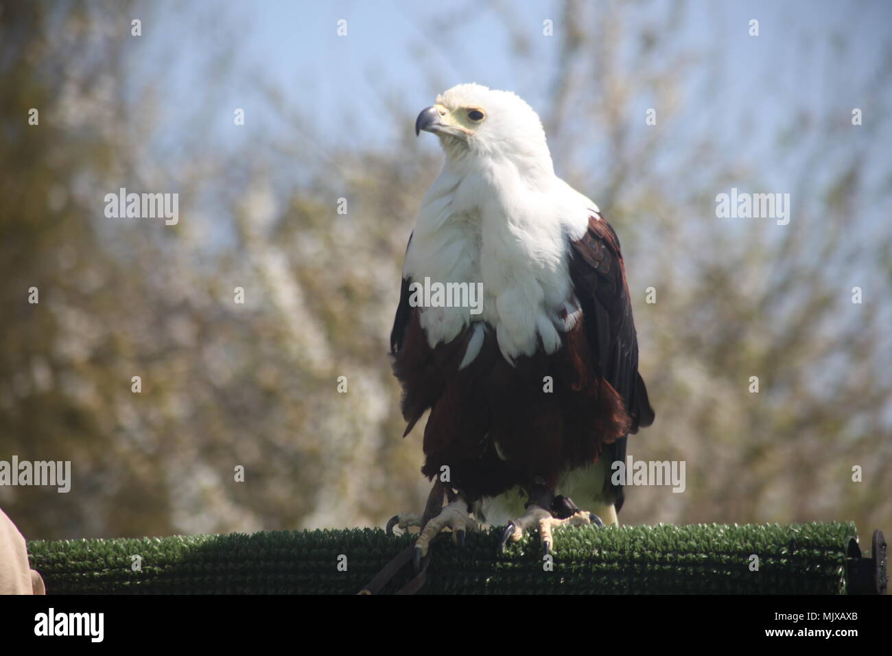 Eagle Heights Wildlife Foundation Afficher les photos Banque D'Images