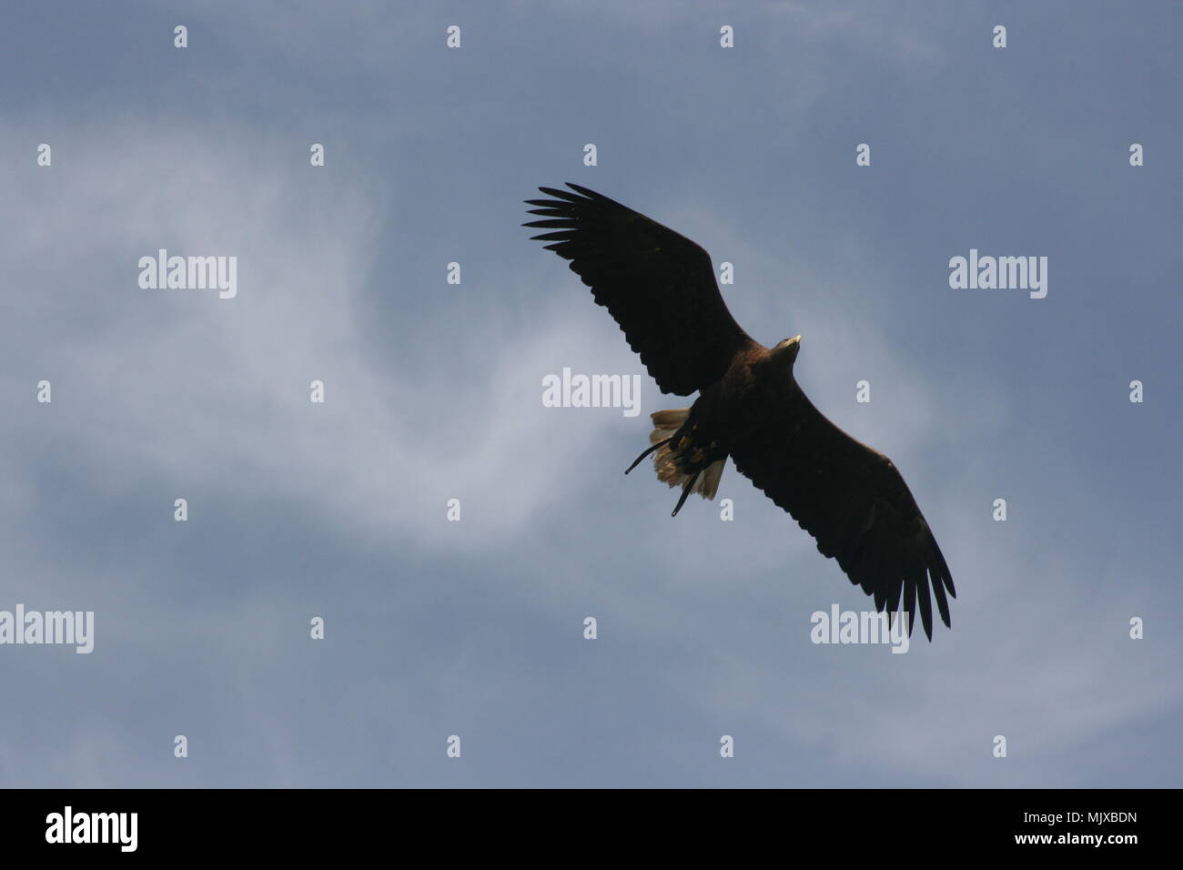 Eagle Heights Wildlife Foundation Afficher les photos Banque D'Images