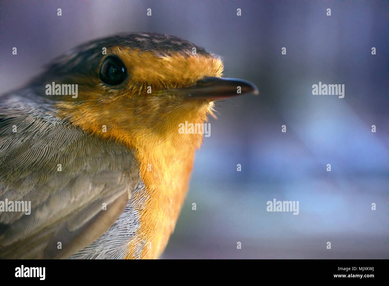 Portrait de mi-longueur de l'Office eurasien robin (Erithacus rubecula aux abords d'oiseaux adultes), Banque D'Images