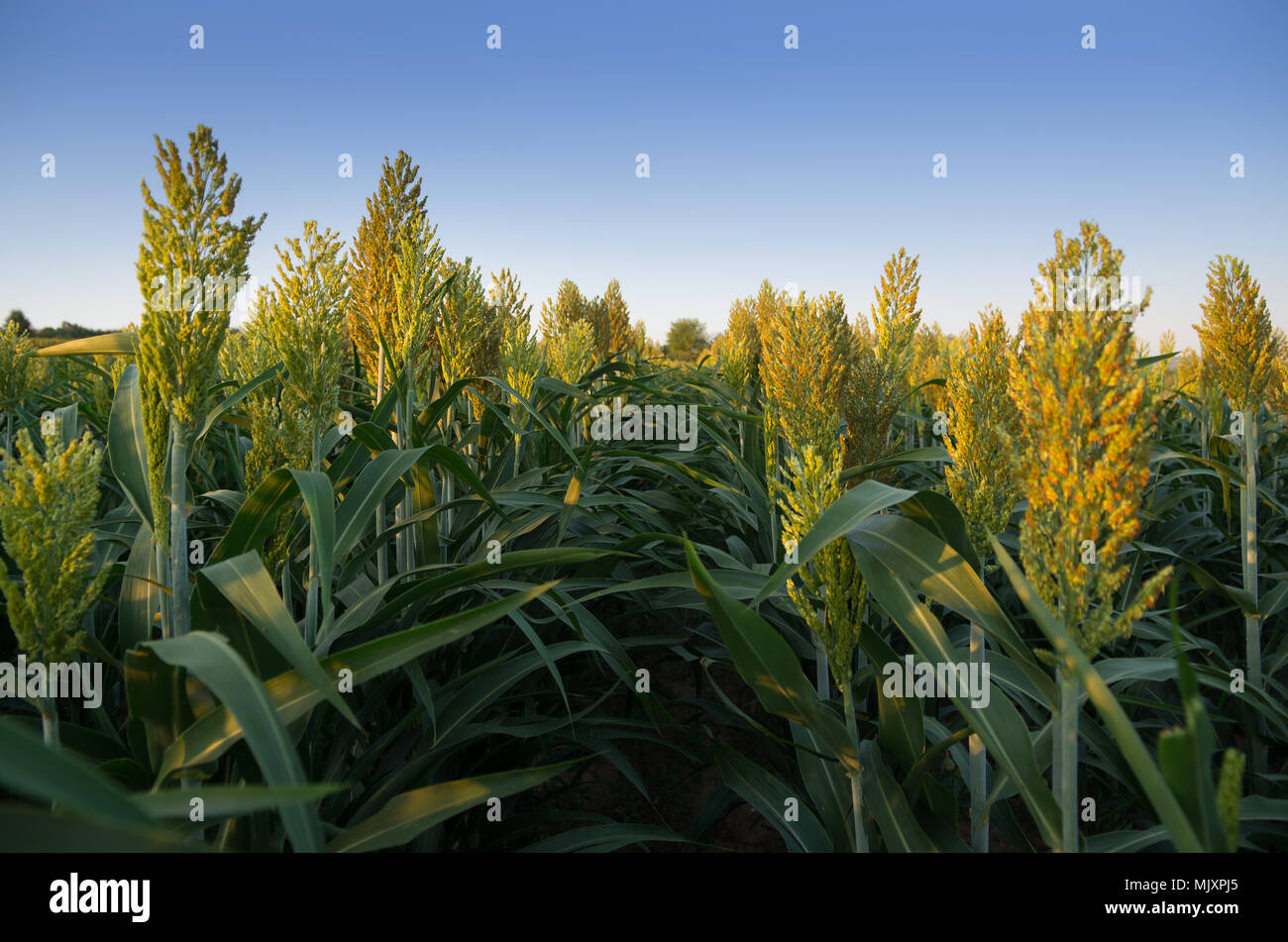 Champ de sorgho. Jowar récolte. Banque D'Images