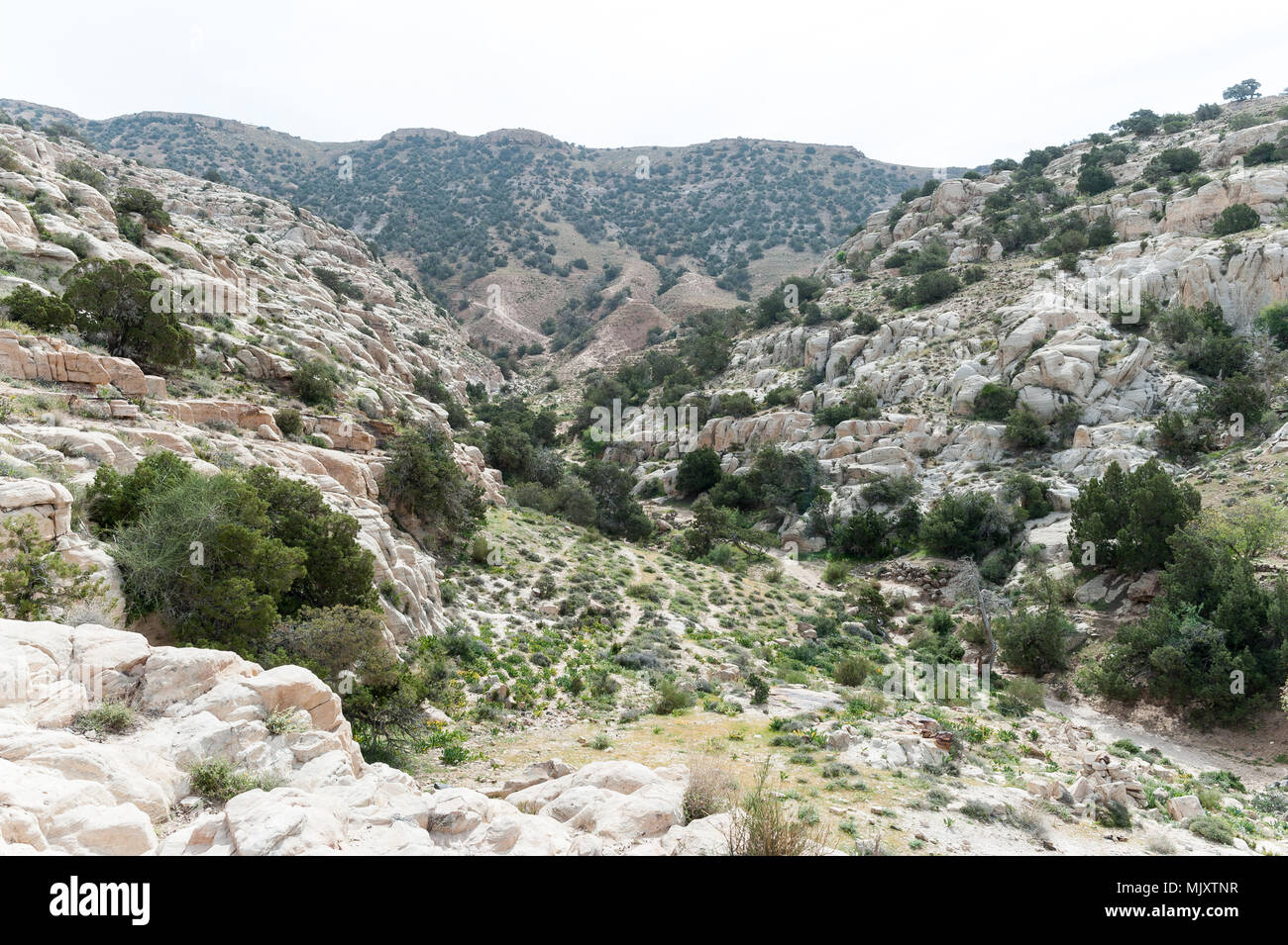 Dana de la biosphère est la plus grande réserve naturelle, situé dans le centre-sud de la Jordanie. Réserve de biosphère de Dana a été fondée en 1989 dans la région en Banque D'Images