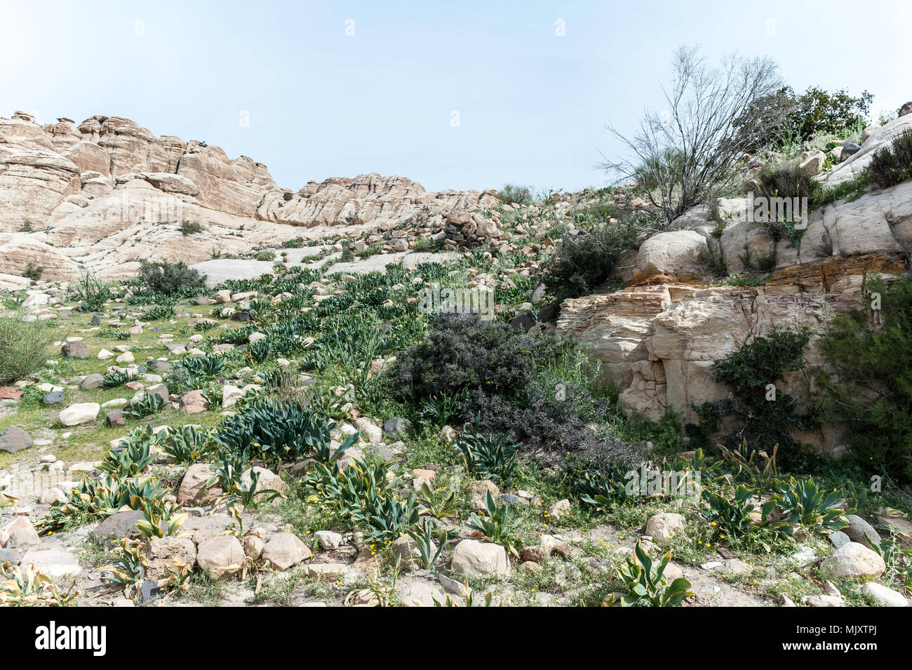 Dana de la biosphère est la plus grande réserve naturelle, situé dans le centre-sud de la Jordanie. Réserve de biosphère de Dana a été fondée en 1989 dans la région en Banque D'Images
