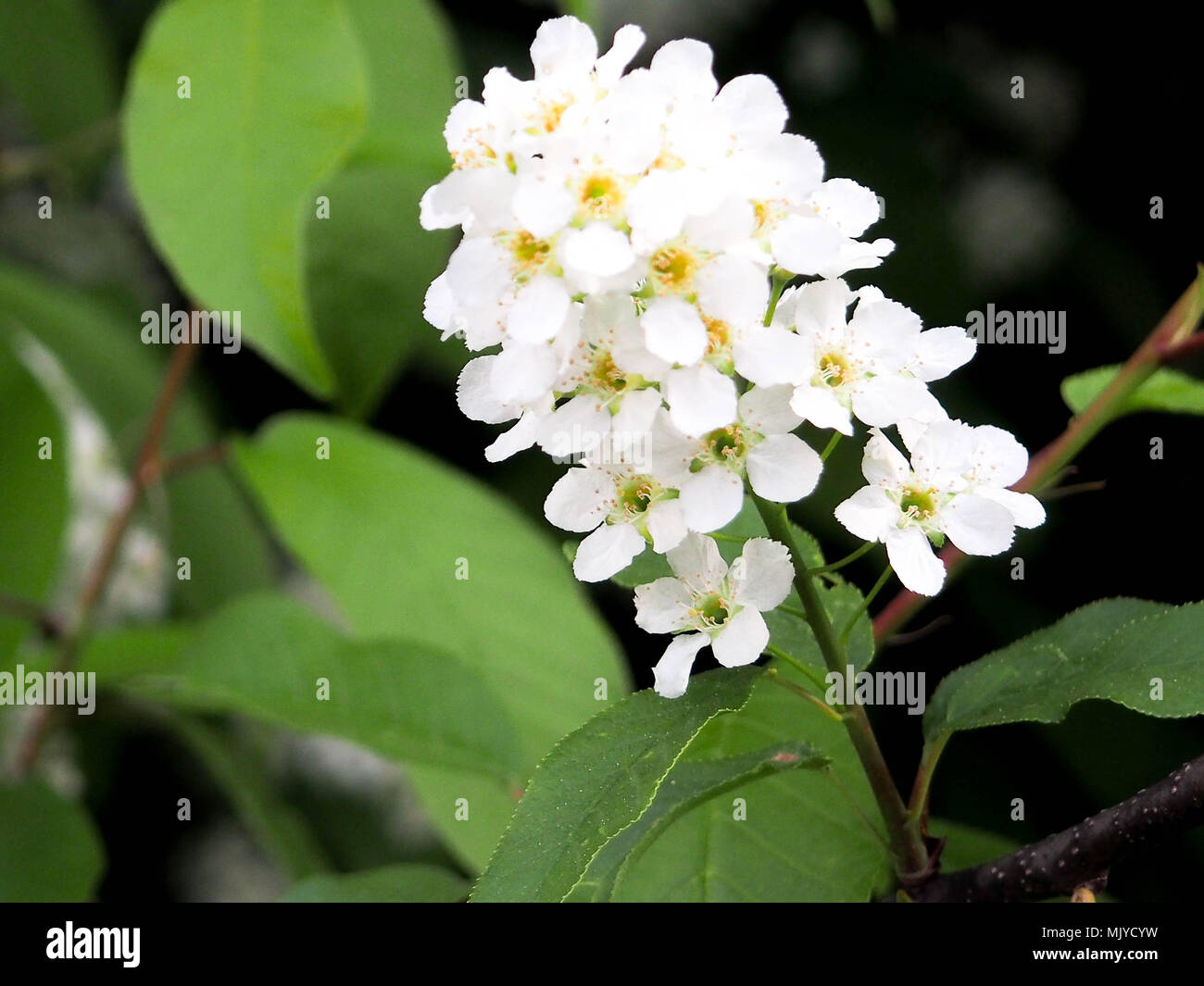 Les fleurs du pommier, cerisier, noyer et Sakura pour les femmes au printemps. Banque D'Images