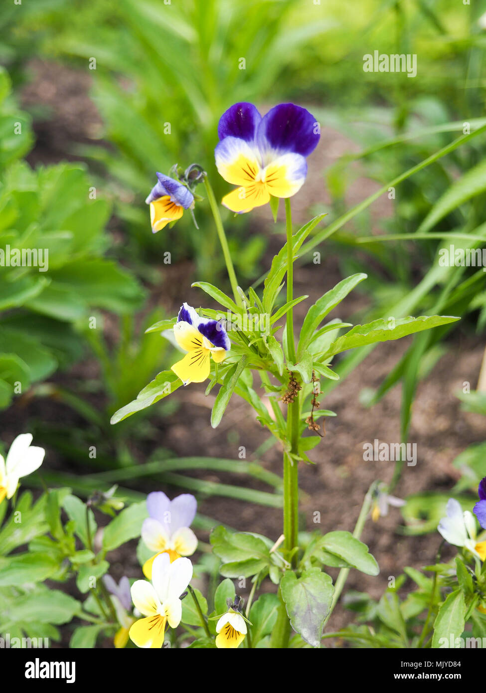 Viola Cornuta, horned pansy, pansy, champ de printemps, des fleurs colorées de violettes Banque D'Images