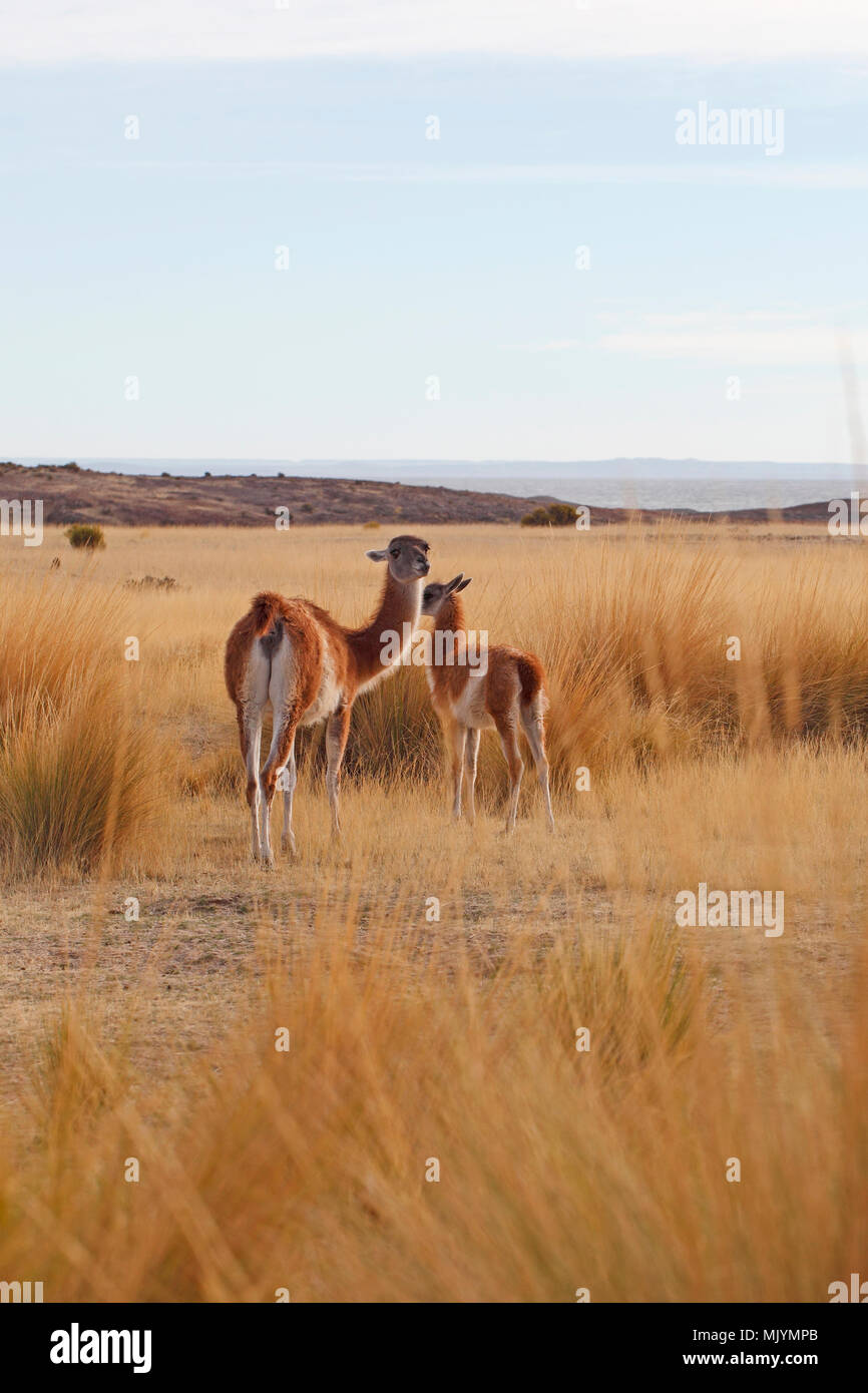Cobourg parmi l'herbe de la pampa. Cabo dos bahias, Patagonie. Soulevées dans la queue d'alarme. Banque D'Images