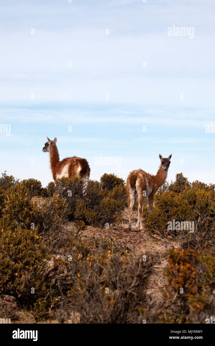La mère et les jeunes, des guanacos. La Patagonie. Banque D'Images