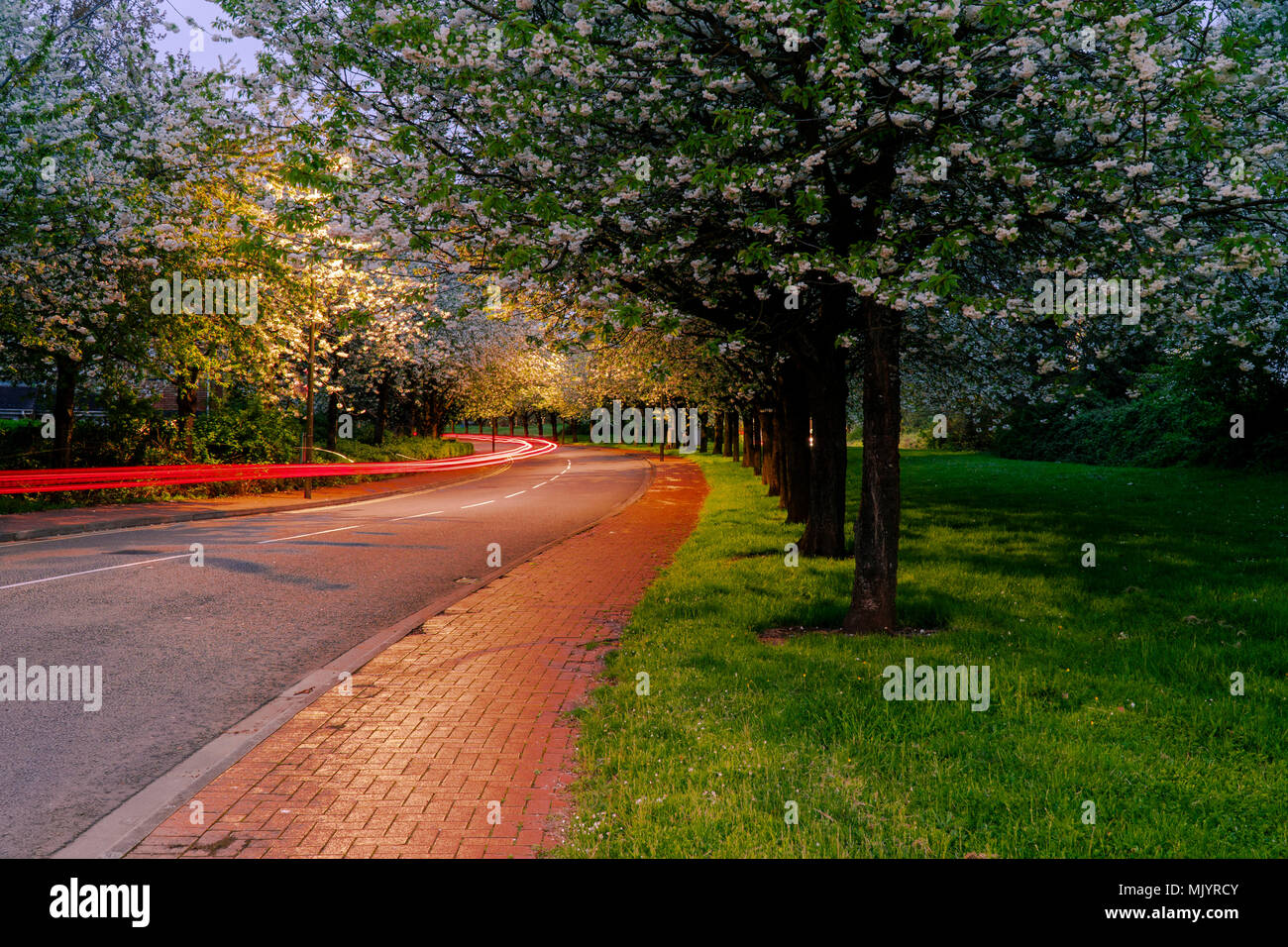 Light trails de voitures sur une rue avec des arbres au printemps. Peinture de lumière. Banque D'Images