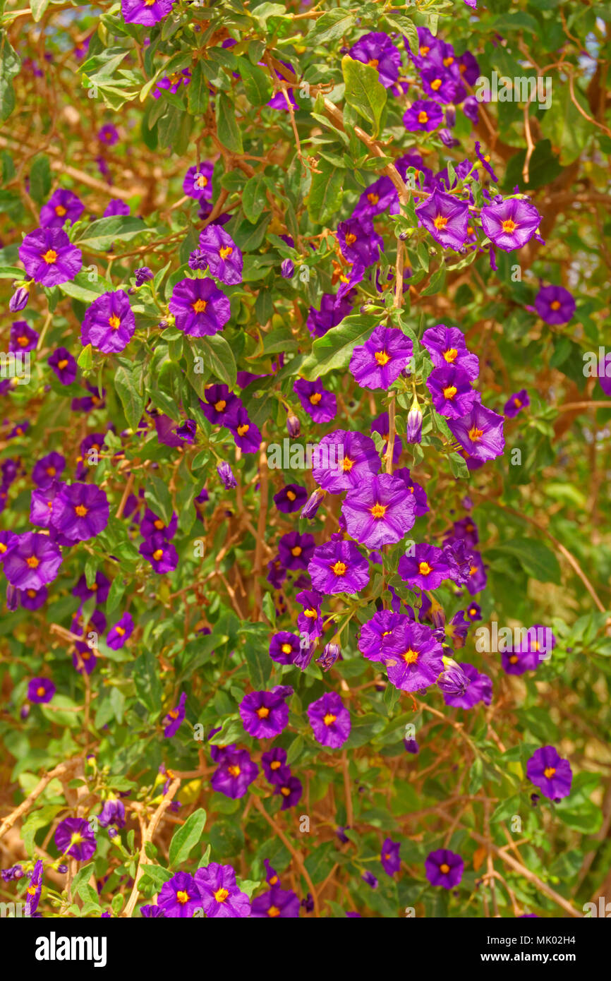 Solanum Rantonnetii 'ou' robe Royale arbuste à fleurs violettes. On trouve dans la région méditerranéenne et le gel intolérant. Banque D'Images