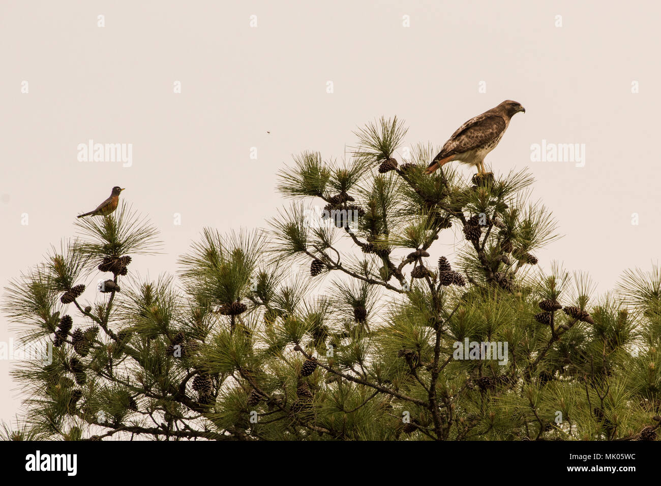 Un merle d'Amérique (Turdus migratorius) Perchoirs courageusement derrière un oiseau de proie, le rouge queue rousse (Buteo jamaicensis) qui parfois manger les oiseaux. Banque D'Images