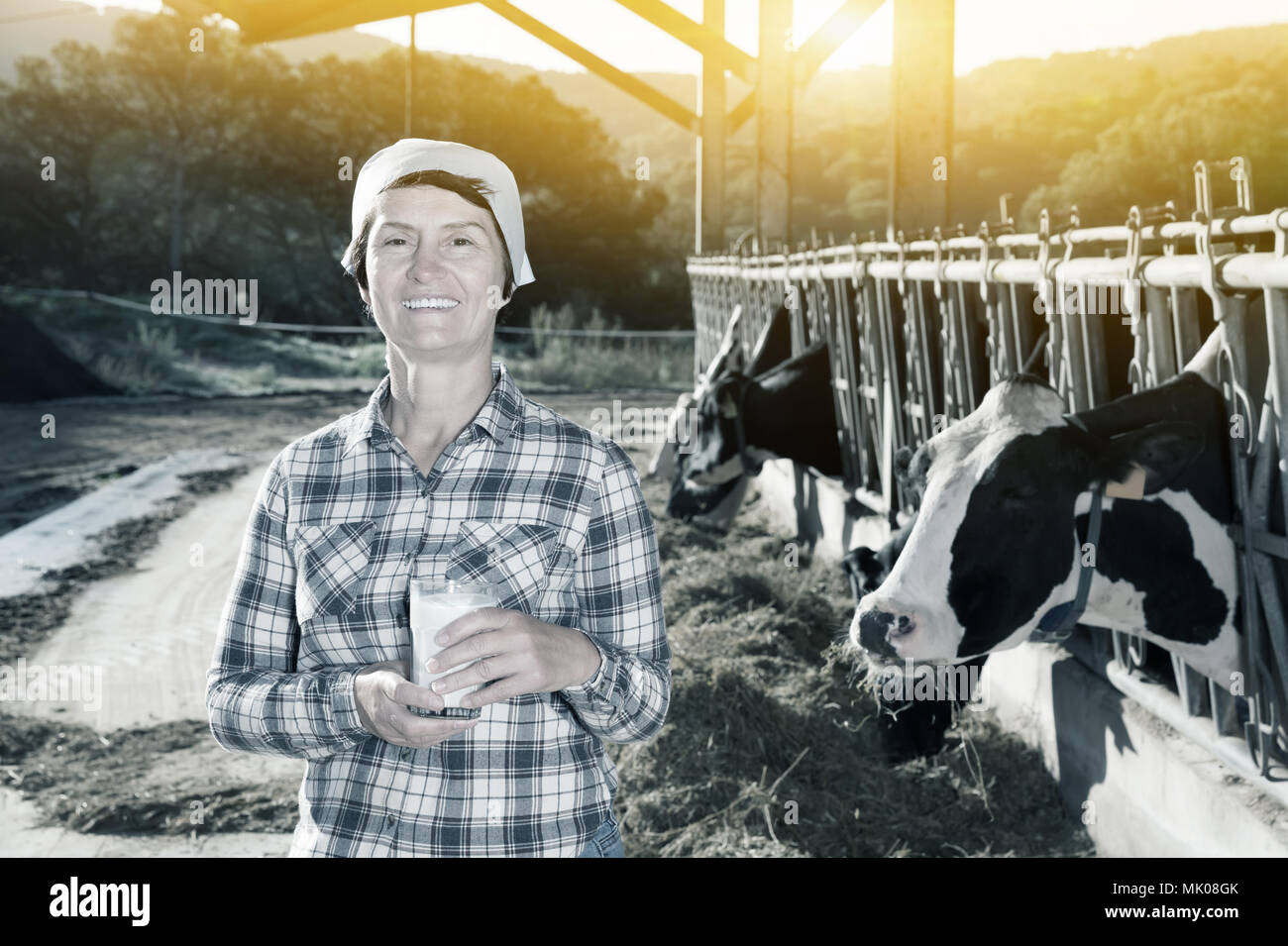Femme mature farmer avec du lait de vache dans le verre à l'étable de ferme laitière Banque D'Images Femme mature farmer avec du lait de vache dans le verre à l'étable de ferme laitière Banque D'Images