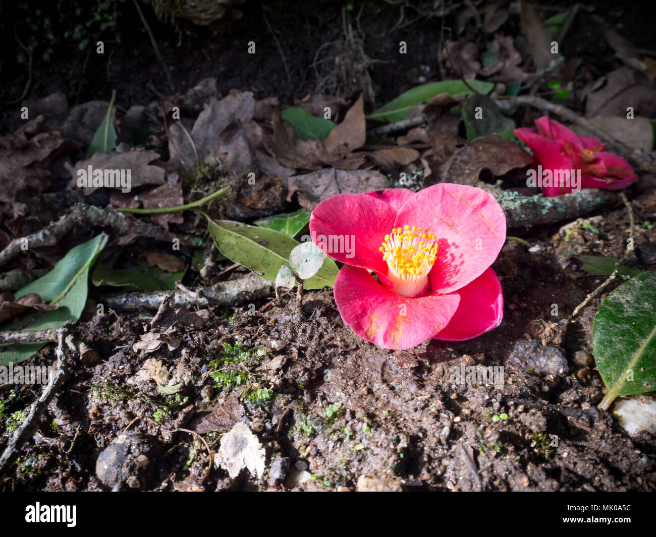 Fleur de camélia rose vif tombés au sol Banque D'Images
