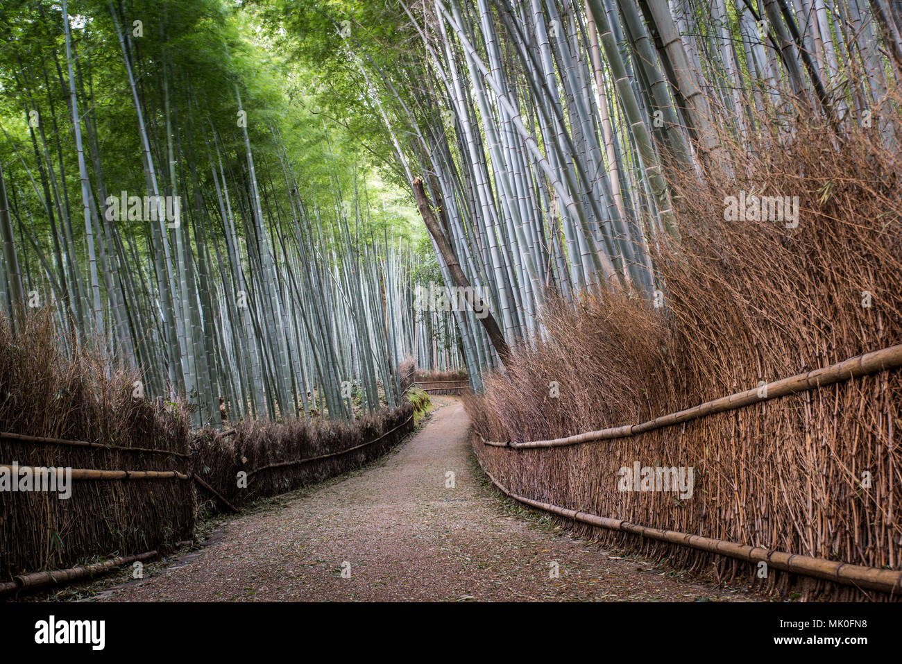 Forêt de bambous d'Arashiyama à Kyoto, Japon Banque D'Images
