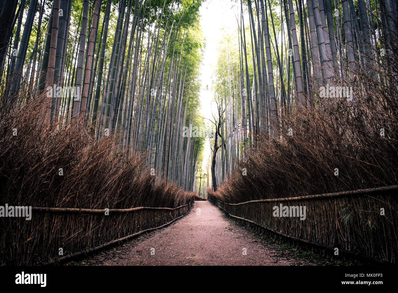 Forêt de bambous d'Arashiyama à Kyoto, Japon Banque D'Images