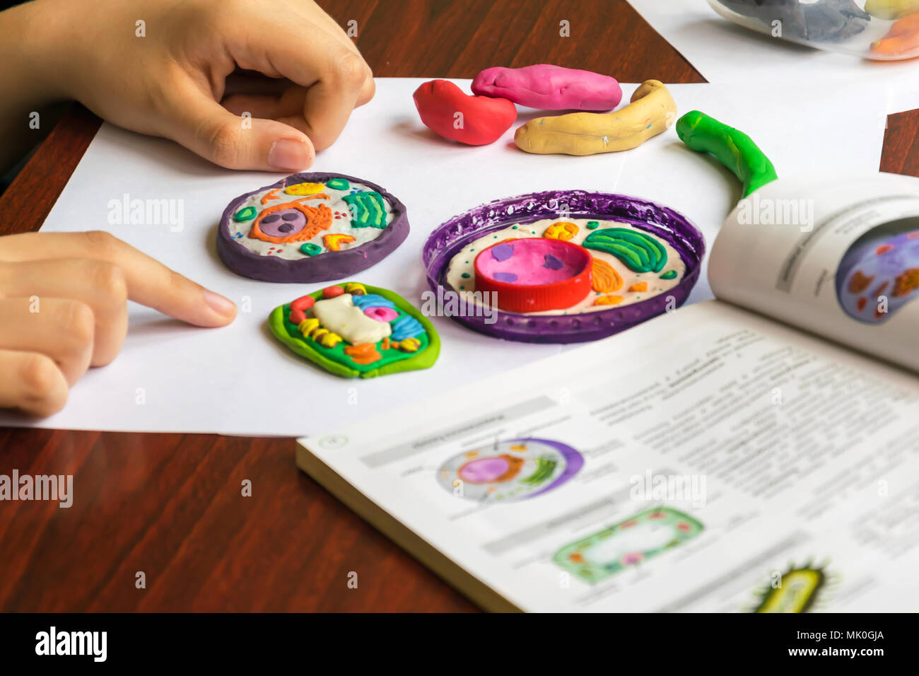 Les cellules végétales et animales fabriqués à partir de pâte à modeler et de plastique. La modélisation de l'enfant la pâte à modeler et en plastique pour l'école de la classe de biologie. L'étude de la structure cellulaire . Banque D'Images