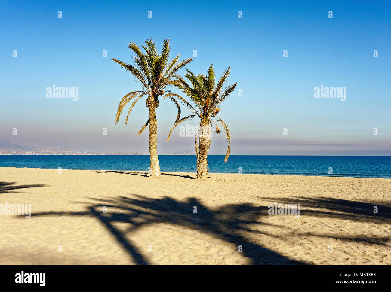 Palmiers sur la plage Banque D'Images