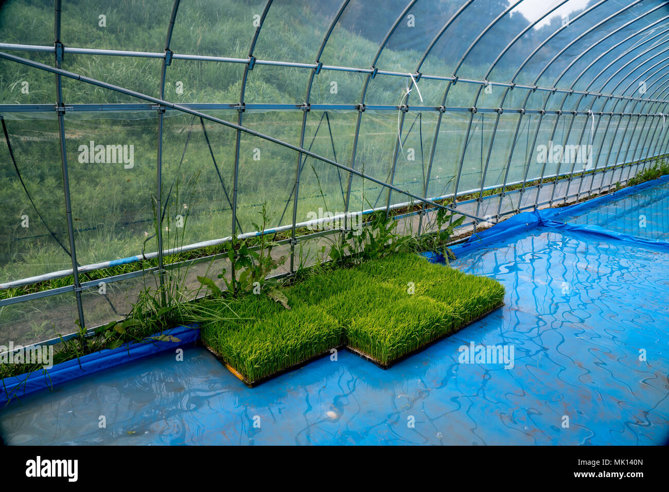 Nourri dans une maison de verre, des plants de riz atteignent une hauteur suffisante pour la plantation à 15 jours. Tapis de semis sont alors levées et transportées vers le terrain. Banque D'Images