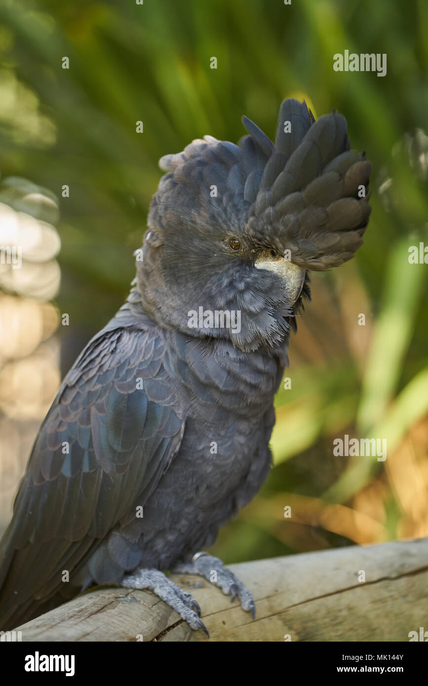Cacatoès noir à queue rouge (Calyptorhynchus banksii), SA, Australie Banque D'Images