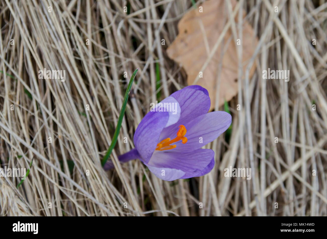 De belles fleurs de printemps crocus mauve dans la clairière, Plana mountain, Bulgarie Banque D'Images