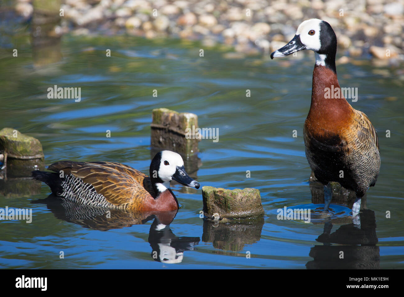 Paire de canards sifflement face blanche à bord d'étang, London Wetland Centre, Royaume-Uni Banque D'Images