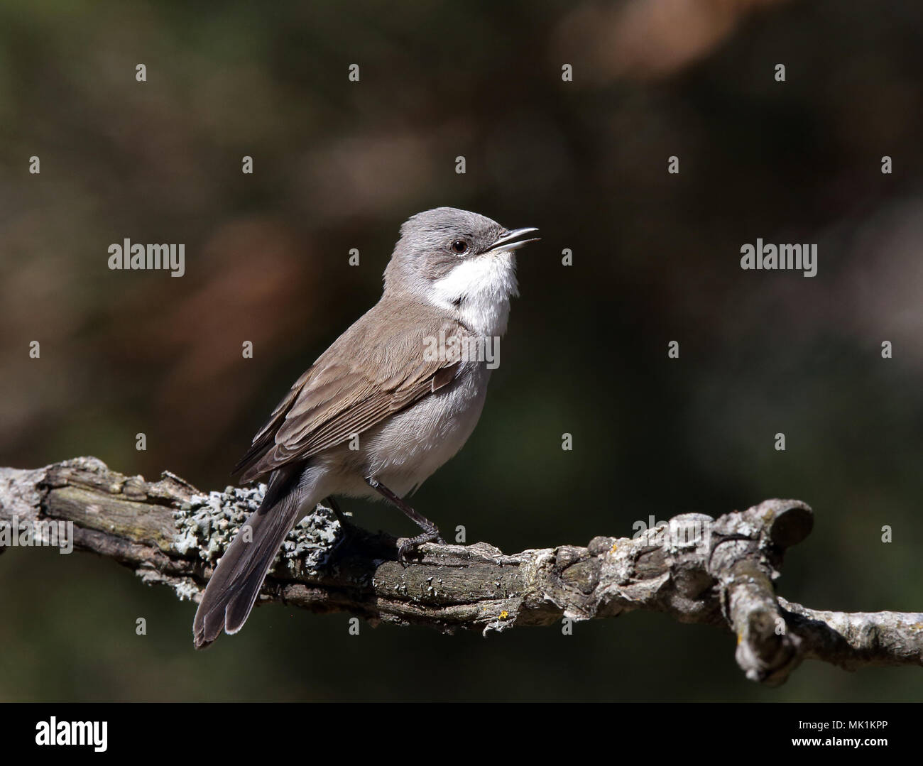 Moins blanc, Sylvia curruca, chantant d'une branche Banque D'Images