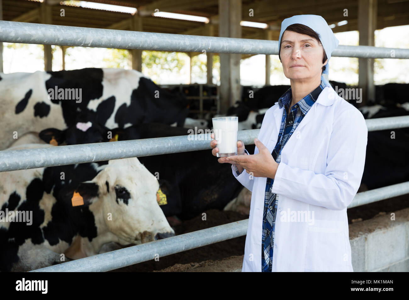 Portrait de femme mature avec du lait de vache vétérinaire à l'étable de ferme laitière Banque D'Images Portrait de femme mature avec du lait de vache vétérinaire à l'étable de ferme laitière Banque D'Images