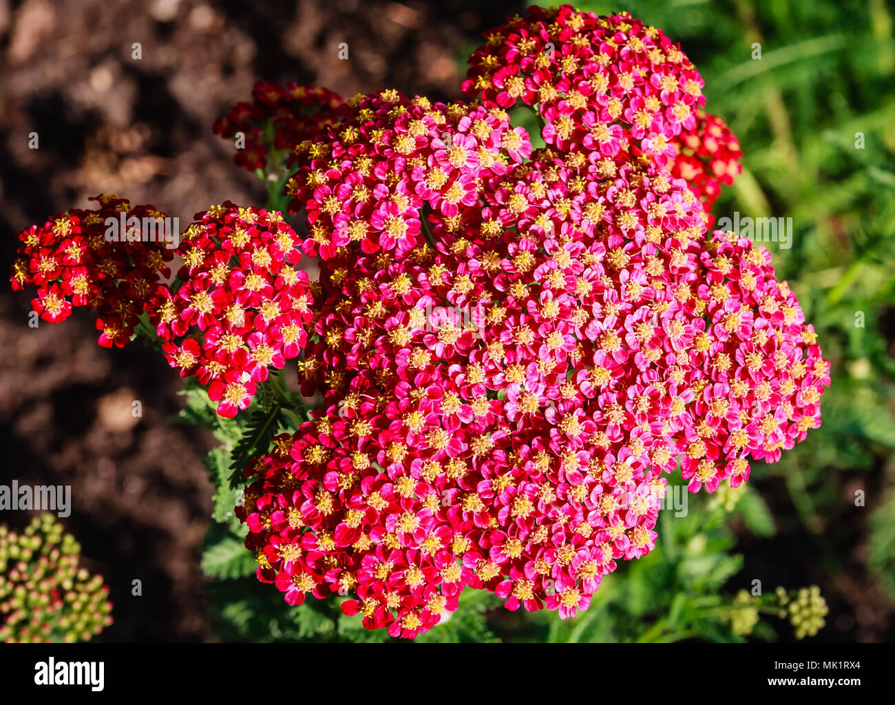 Achillée millefeuille (Achillea rouge) fleurs dans le jardin d'été. Banque D'Images