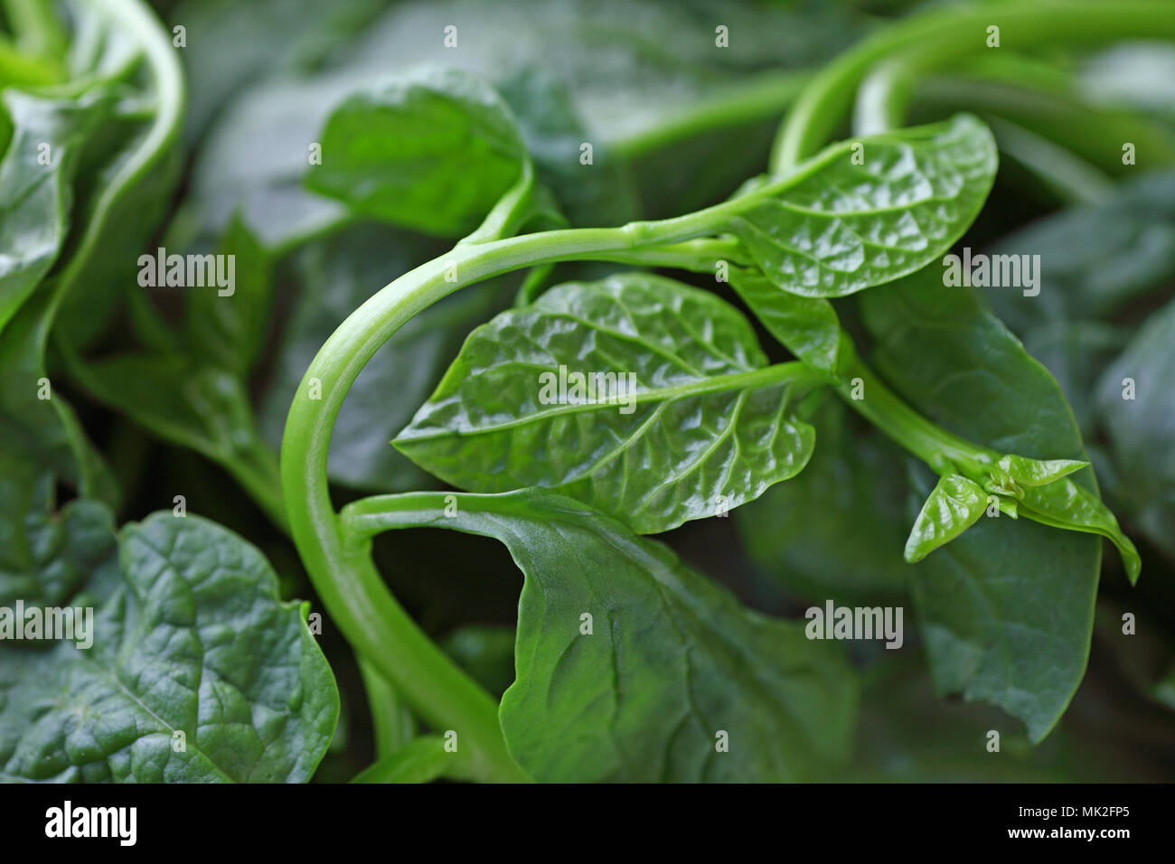 Les feuilles d'épinard Malabar frais libre Banque D'Images