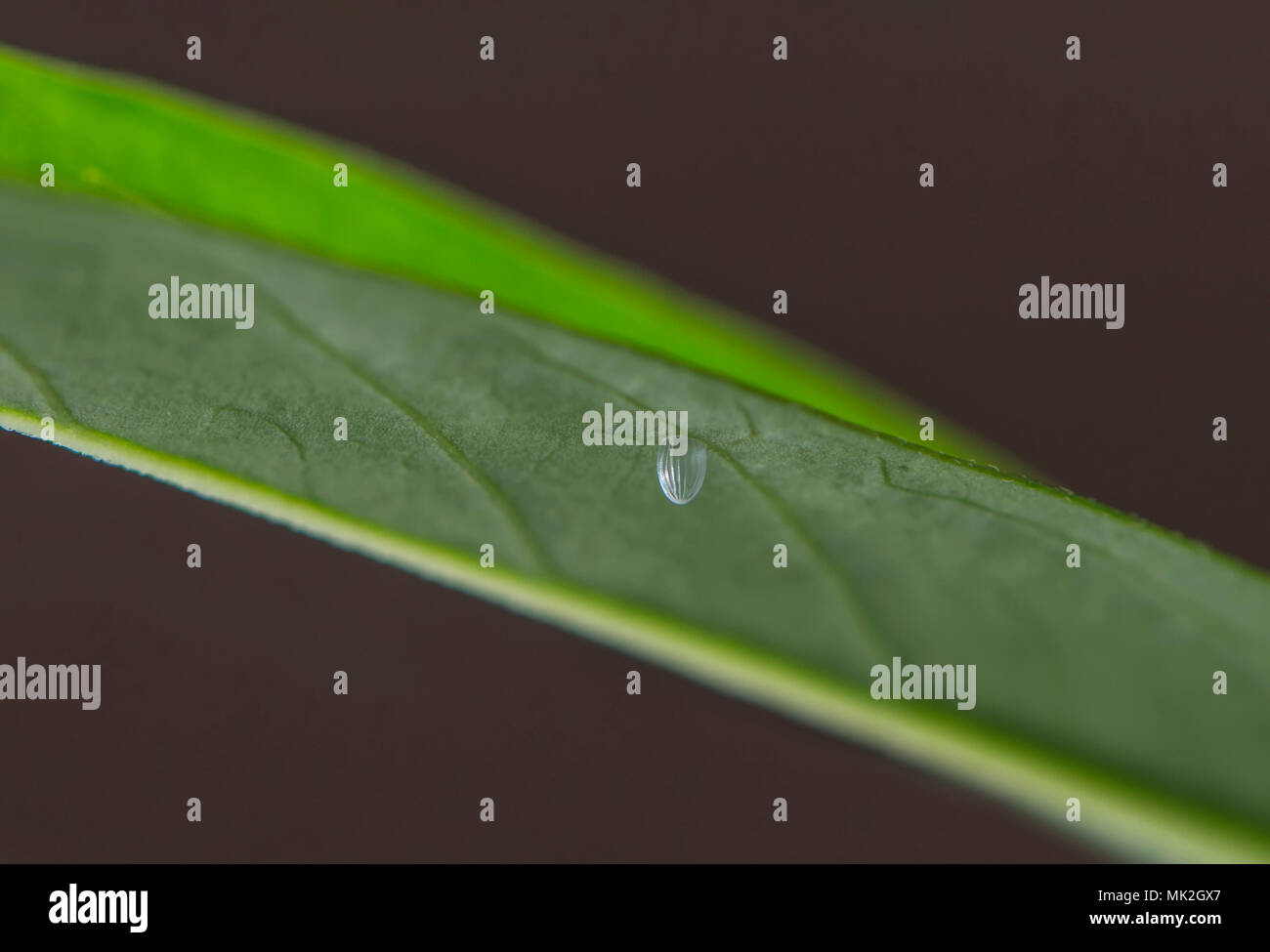 Papillon Monarque Danaus plexippus - coquille vide après la chenille éclos - sur la face inférieure d'une feuille d'asclépiade. Banque D'Images